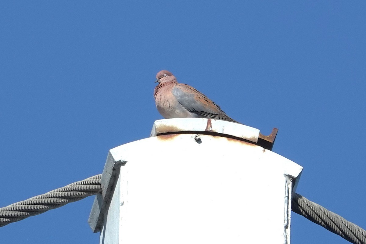 Өөдсөн хүүрзгэнэ - ML643582980