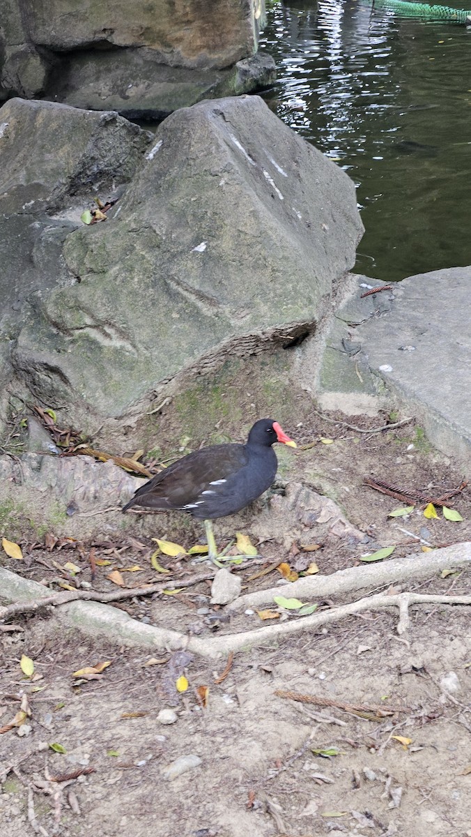 Eurasian Moorhen - ML643583005