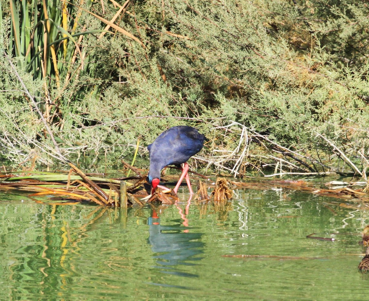 Western Swamphen - ML643583006