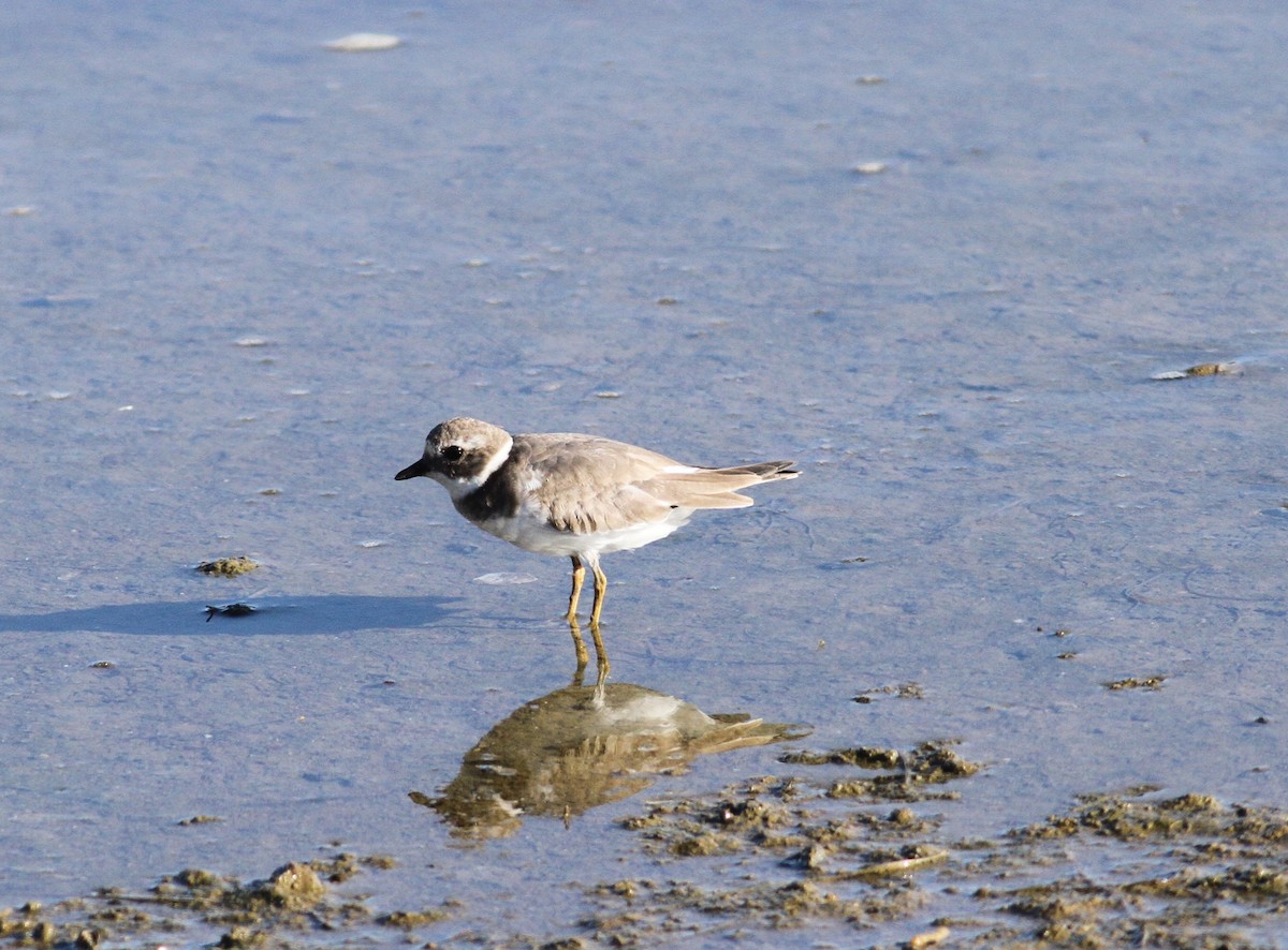 Common Ringed Plover - ML643583009