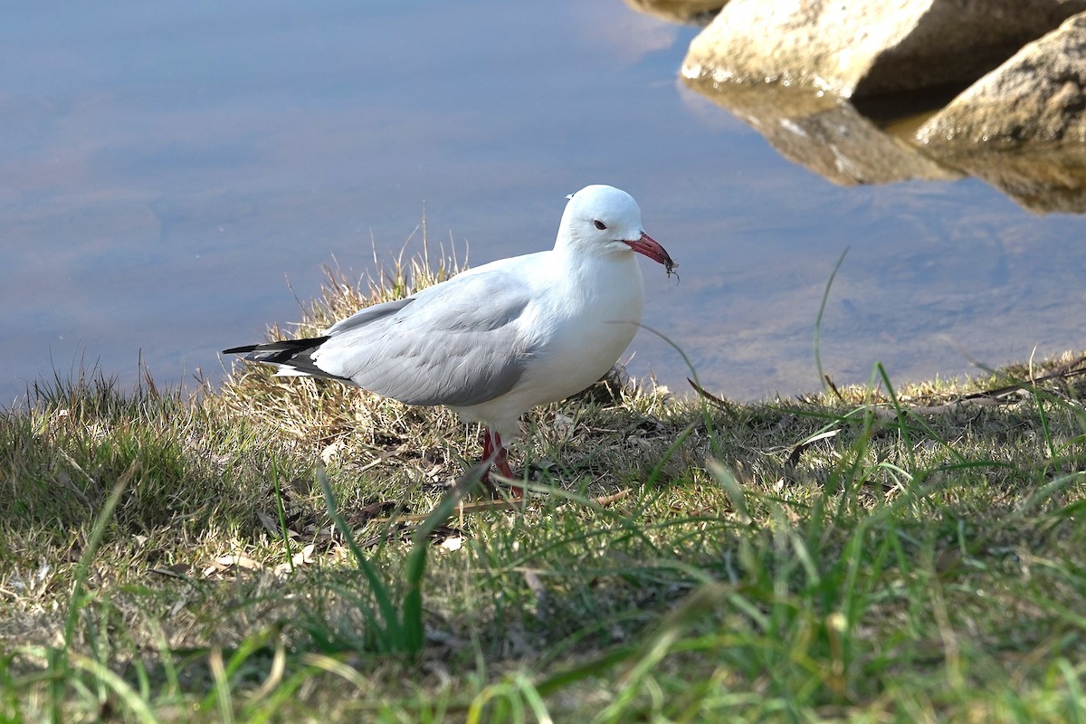 Silver Gull - ML643583011