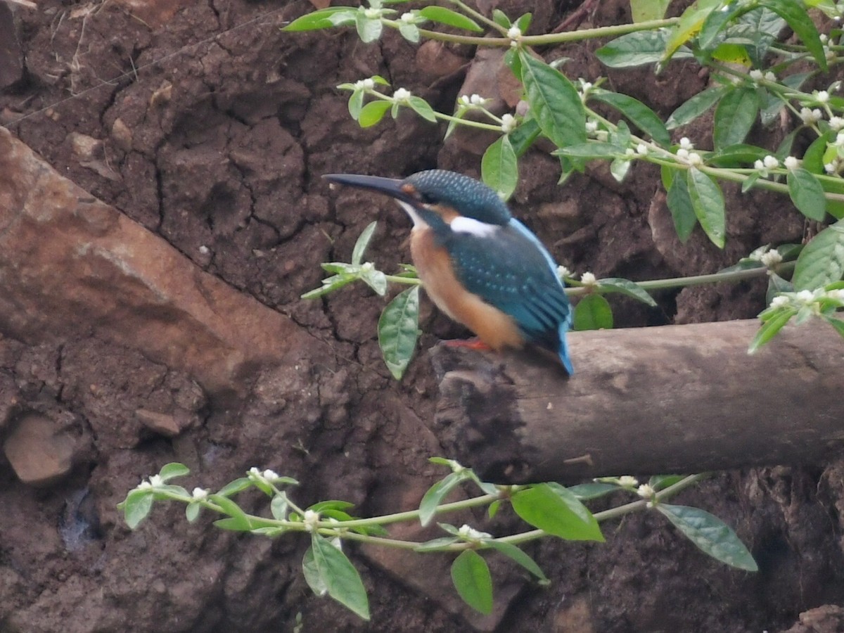 Common Kingfisher - ML643583012