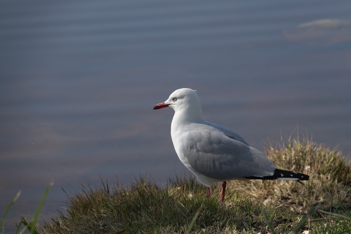 Silver Gull - ML643583013