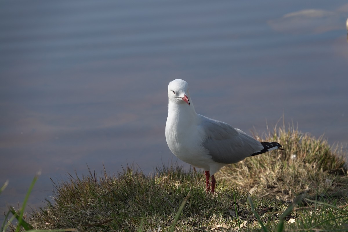 Silver Gull - ML643583014