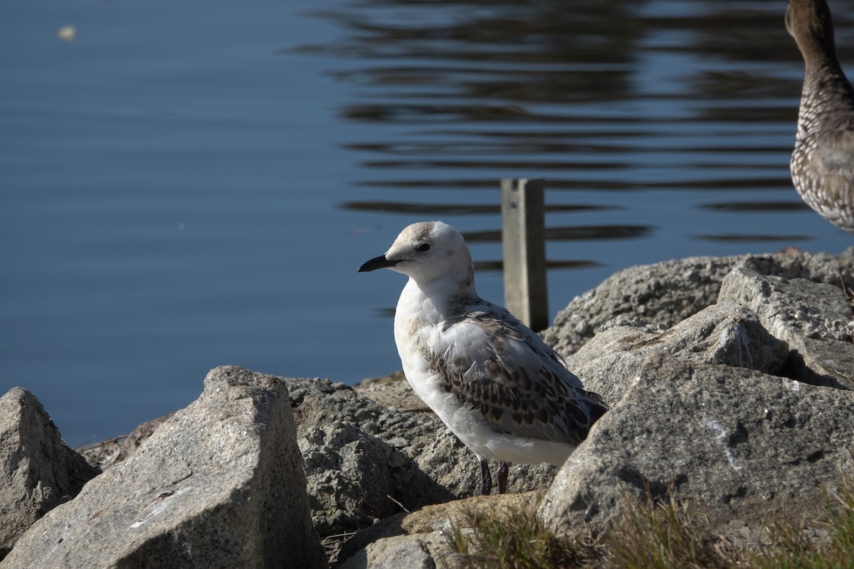 Silver Gull - ML643583015