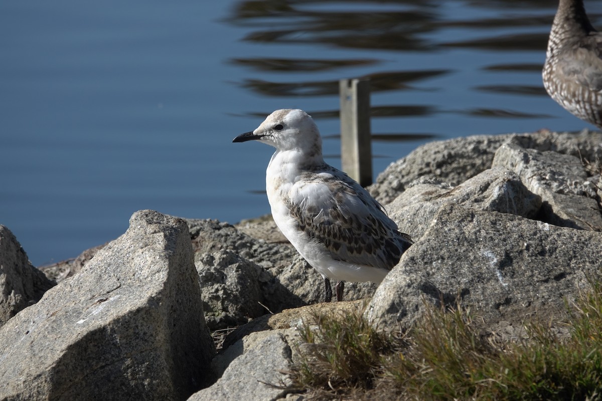 Silver Gull - ML643583016