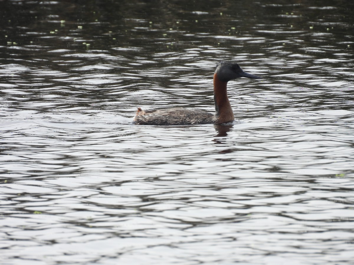 Great Grebe - ML643583017