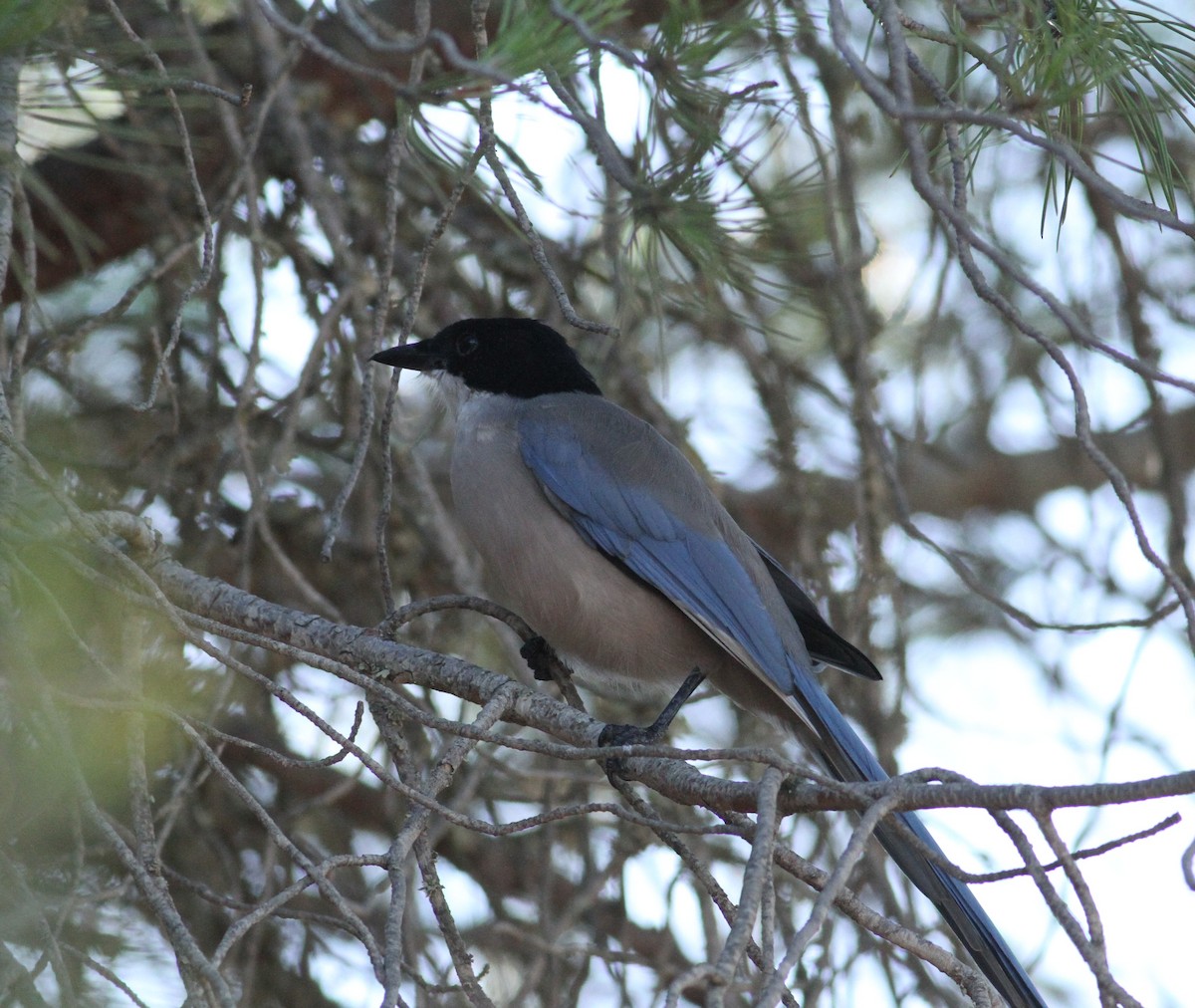 Iberian Magpie - ML643583018