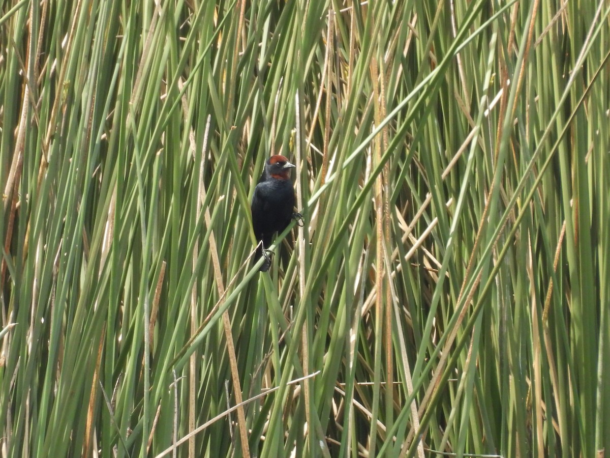 Chestnut-capped Blackbird - ML643583020