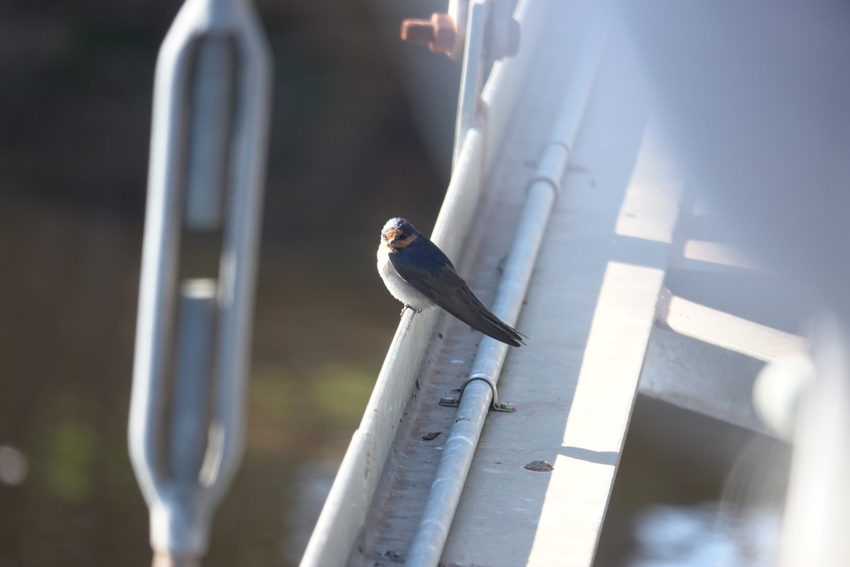 Welcome Swallow - ML643583021