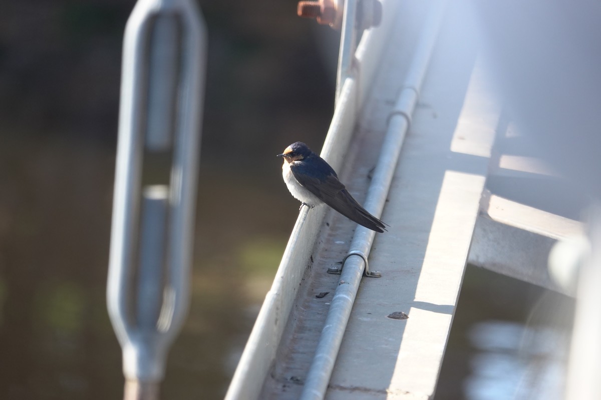Welcome Swallow - ML643583022