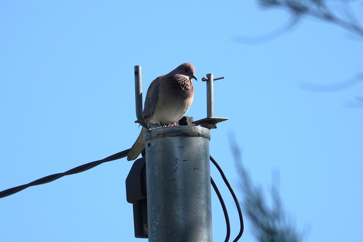 Laughing Dove - ML643583024