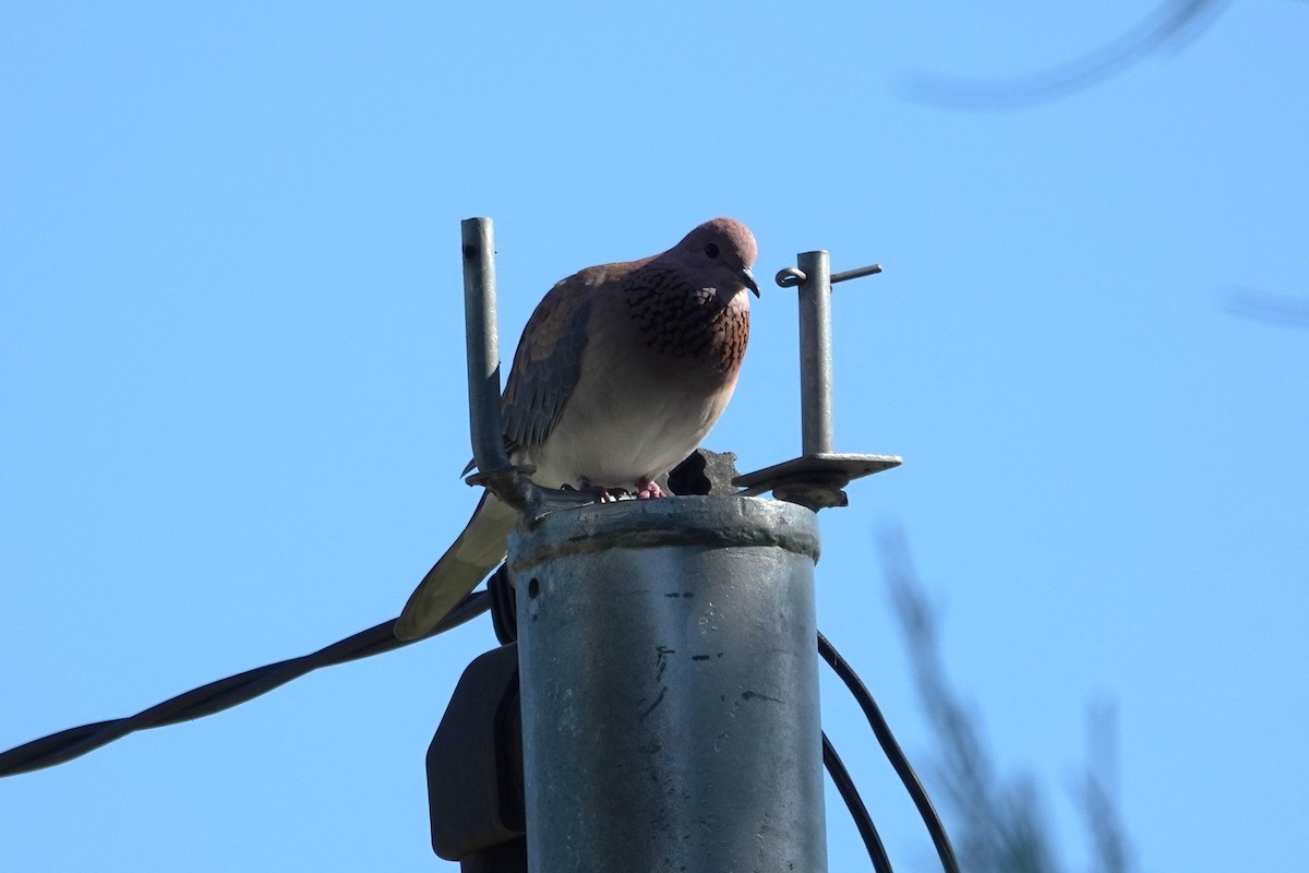 Laughing Dove - ML643583025