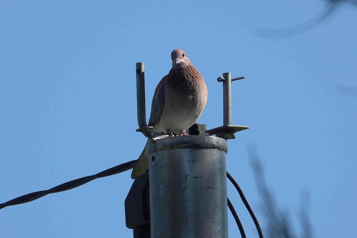 Laughing Dove - ML643583026