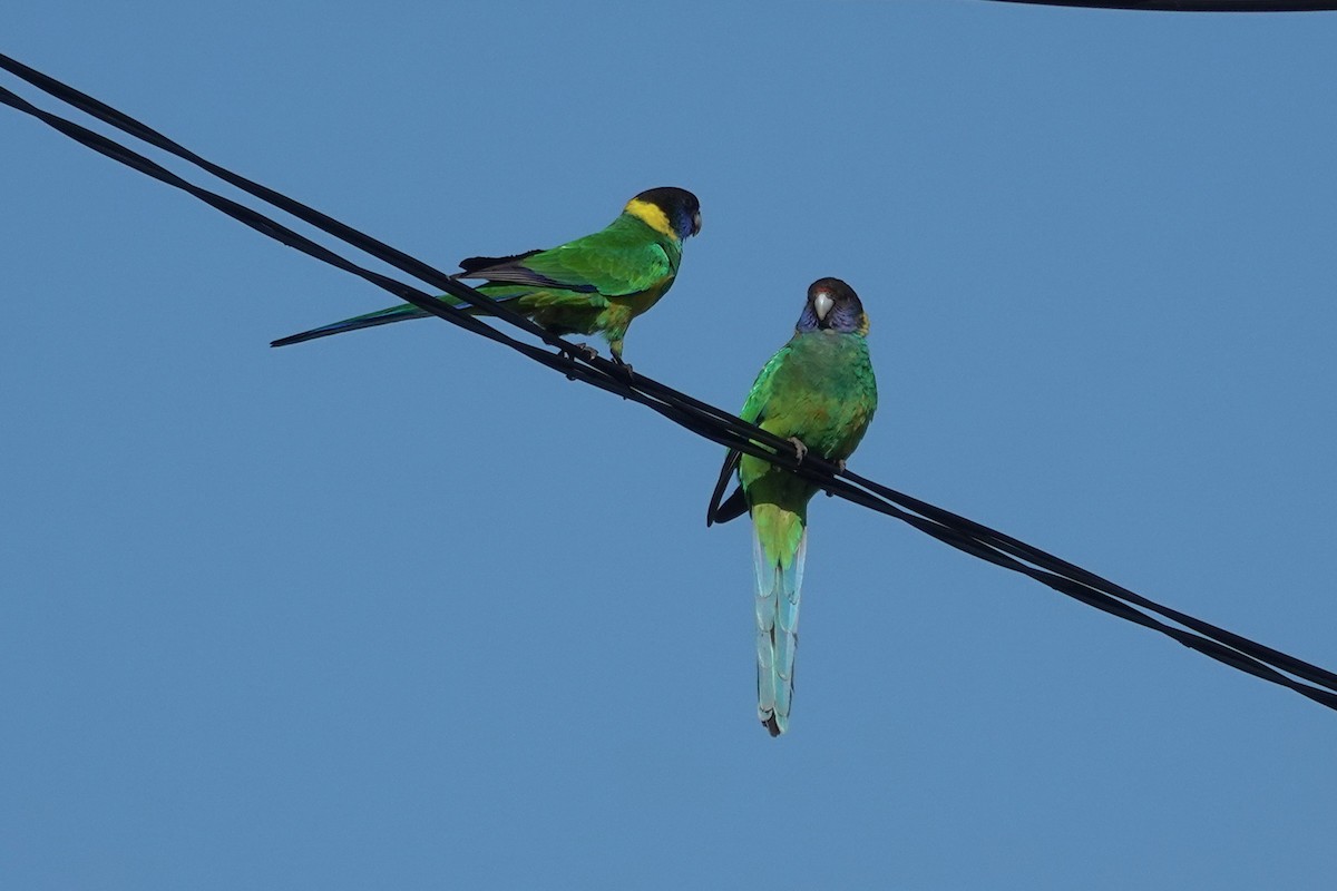 Australian Ringneck - ML643583029