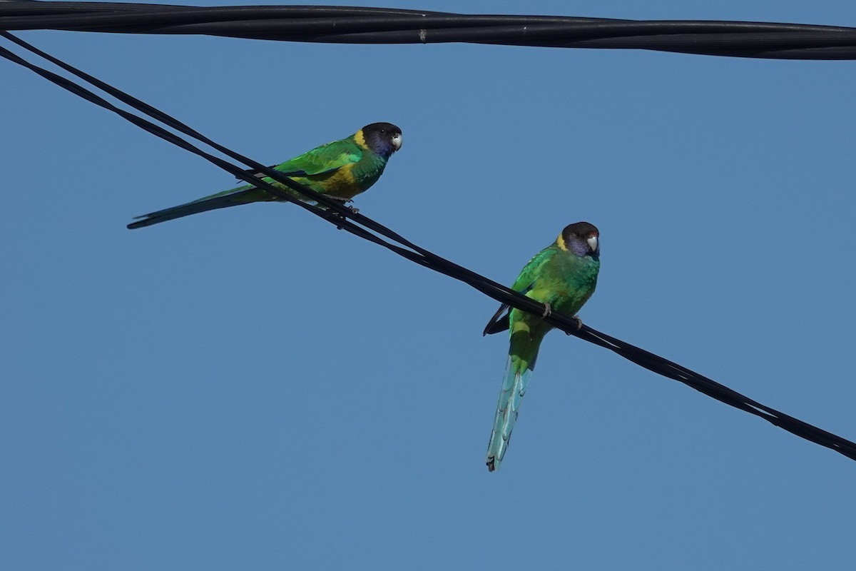 Australian Ringneck - ML643583030
