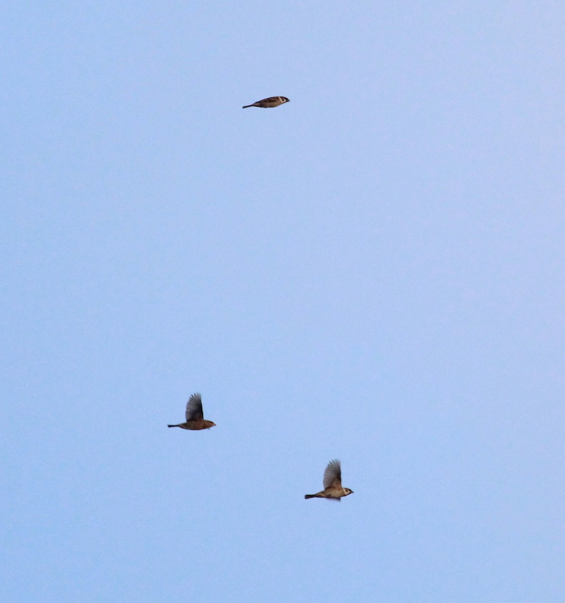 Eurasian Tree Sparrow - ML643583031