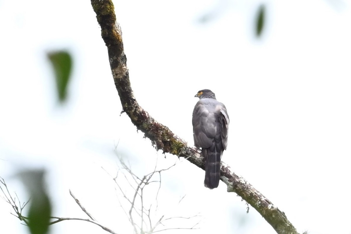 Bicolored Hawk - ML643583032