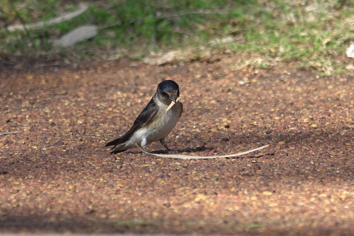Tree Martin - ML643583033