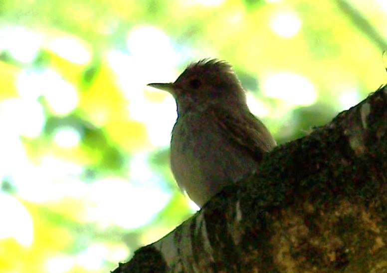 Spotted Flycatcher - ML643583038