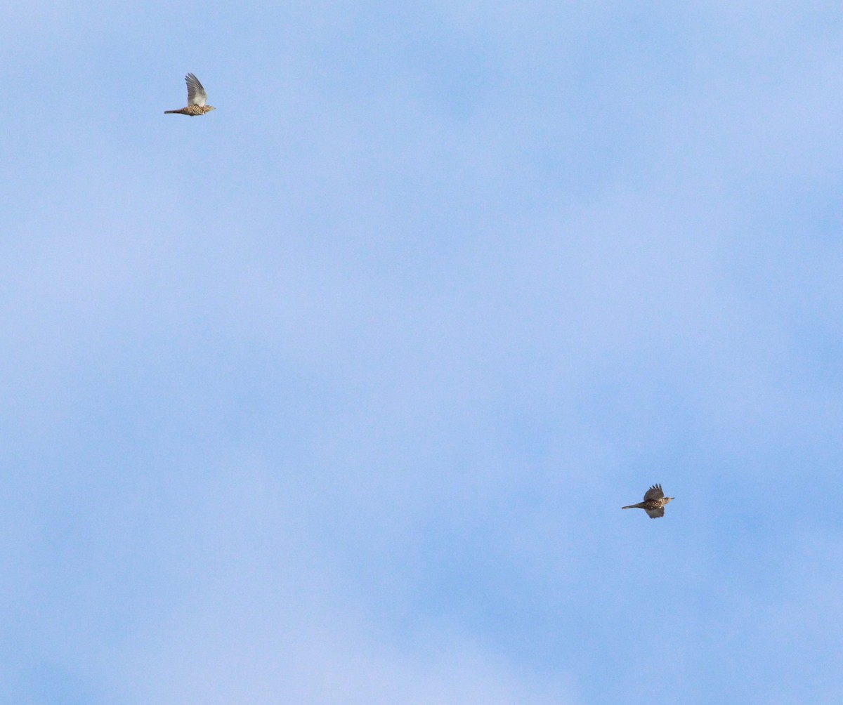 Mistle Thrush - ML643583044