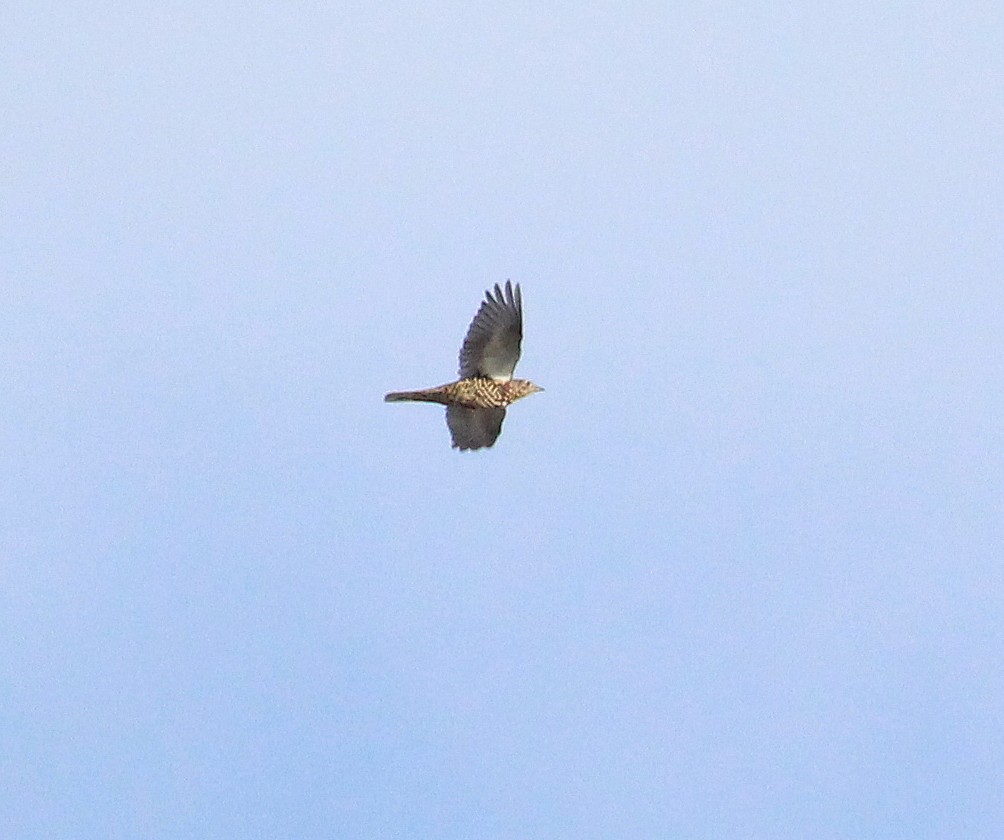 Mistle Thrush - ML643583056