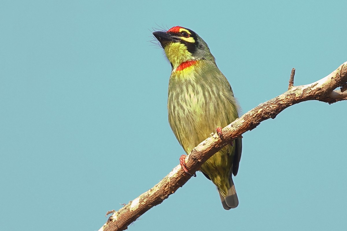 Coppersmith Barbet - ML643583064