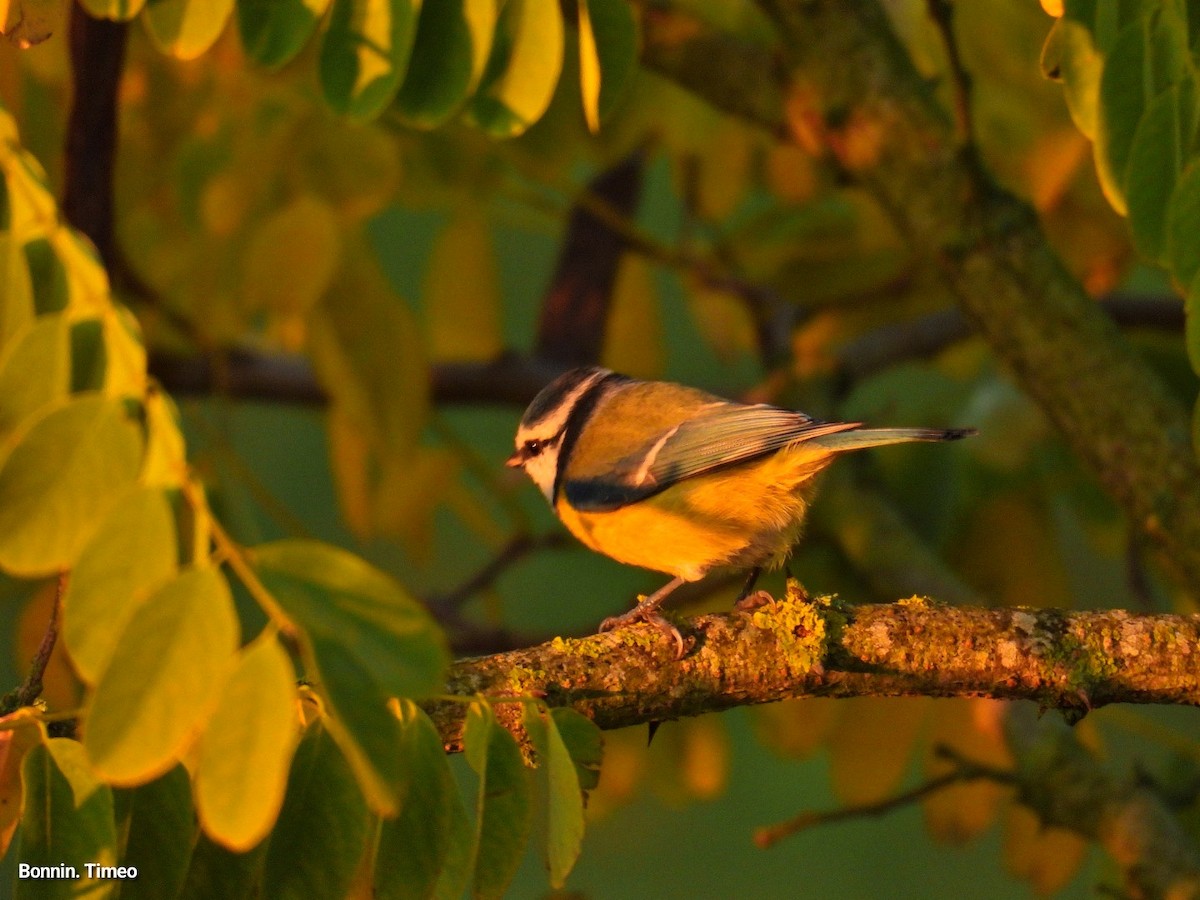 Eurasian Blue Tit - ML643583082