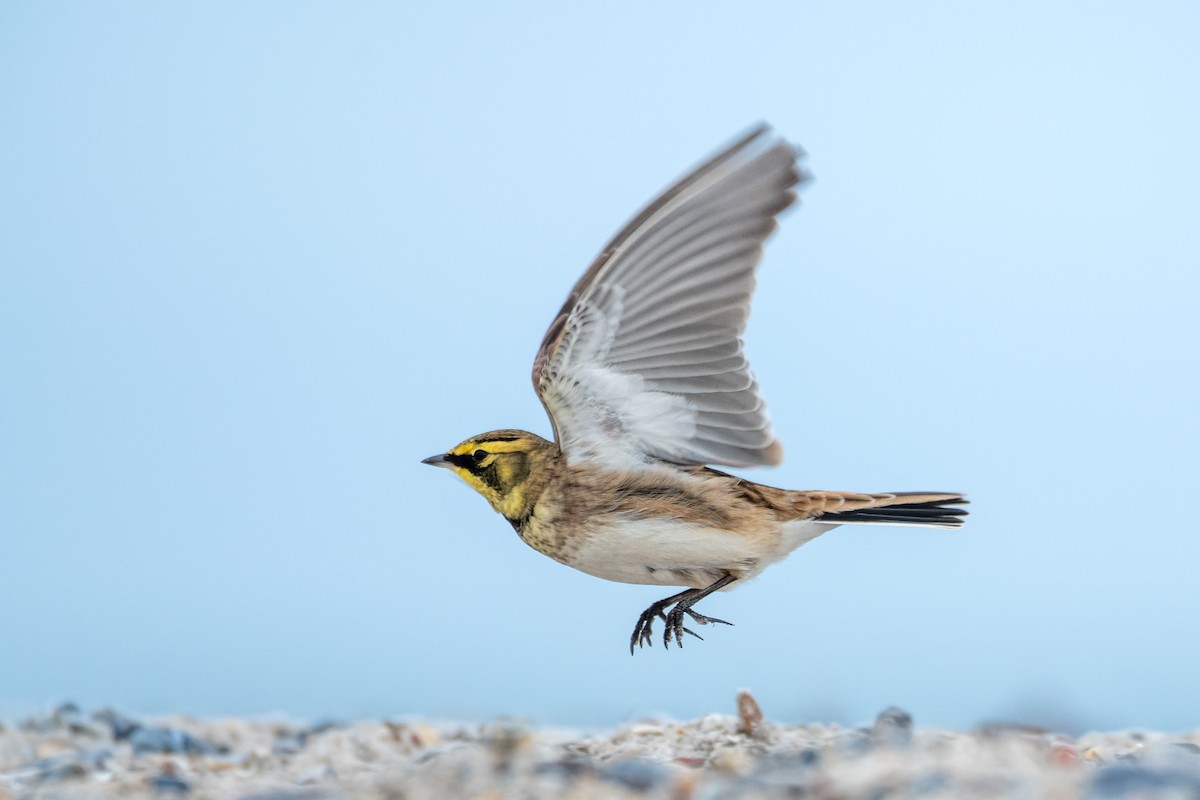 Horned Lark - ML643583101
