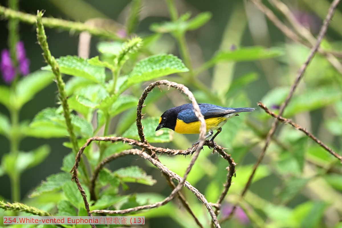 White-vented Euphonia - ML643583108
