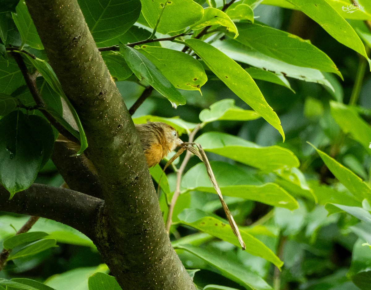 Tawny-bellied Babbler - ML643583111
