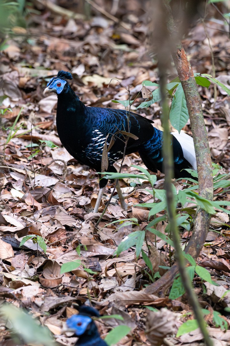 Malayan Crested Fireback - ML643583122