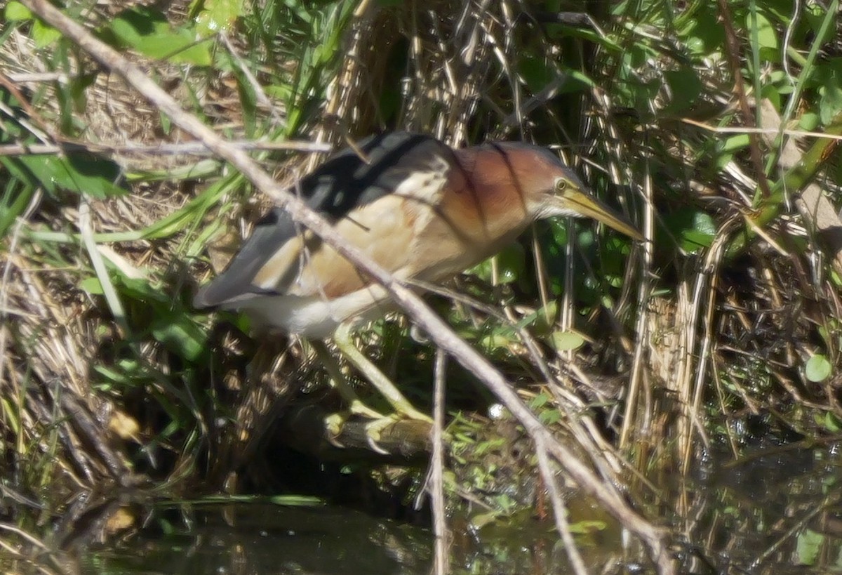 Black-backed Bittern - ML643583123