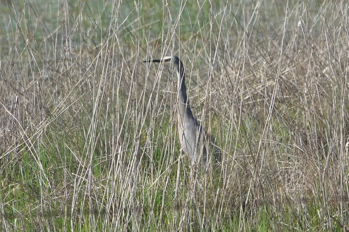 Garceta Cariblanca - ML643583143