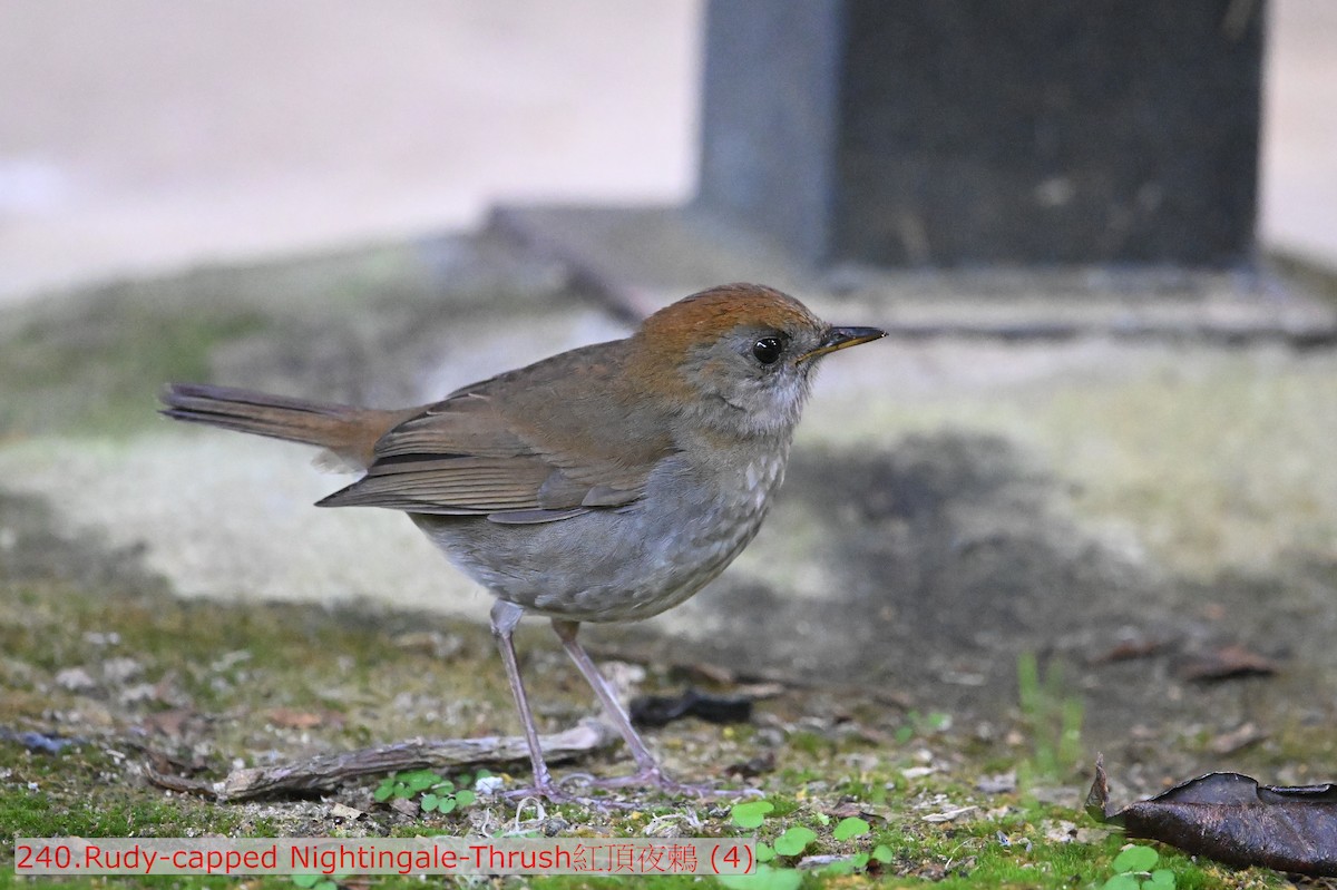 Ruddy-capped Nightingale-Thrush - ML643583169