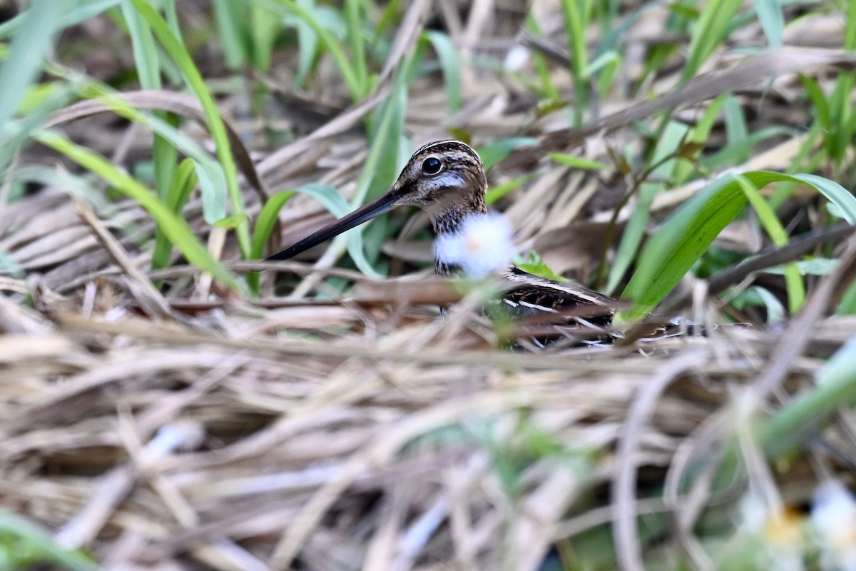 Agachadiza Común - ML643583176