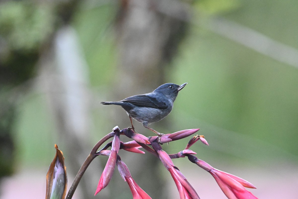 Slaty Flowerpiercer - ML643583179
