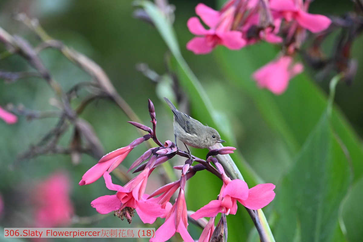 Slaty Flowerpiercer - ML643583180
