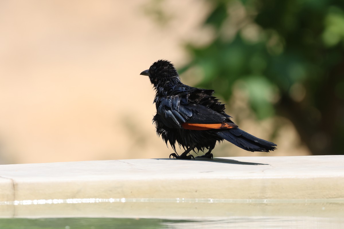 Red-winged Starling - ML643583199