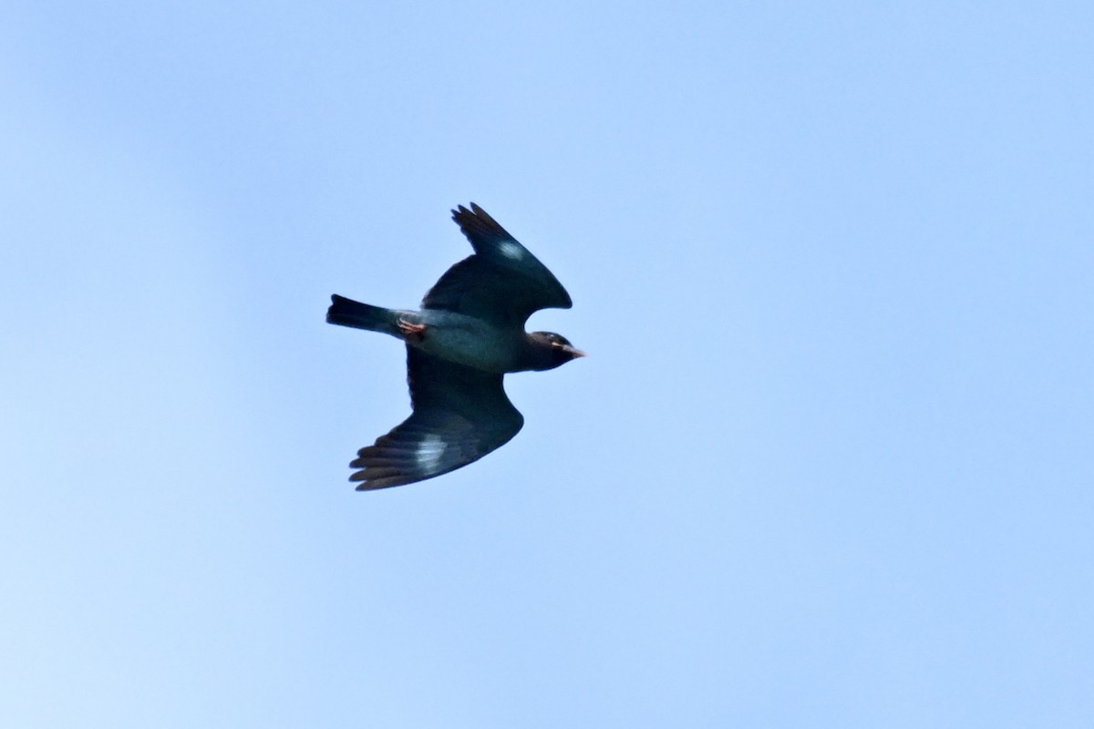 Carraca Oriental - ML643583200