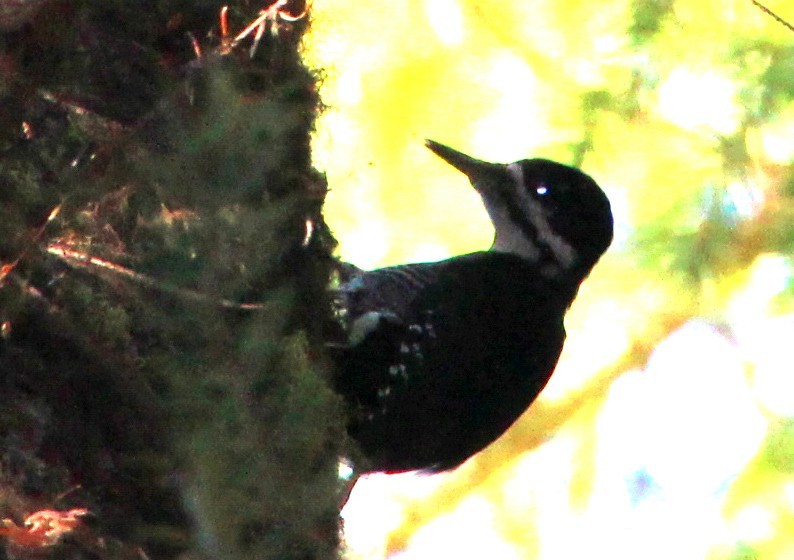 Black-backed Woodpecker - ML643583208