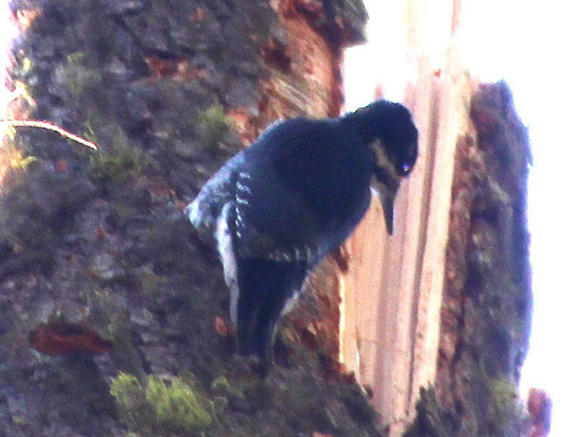 Black-backed Woodpecker - ML643583209