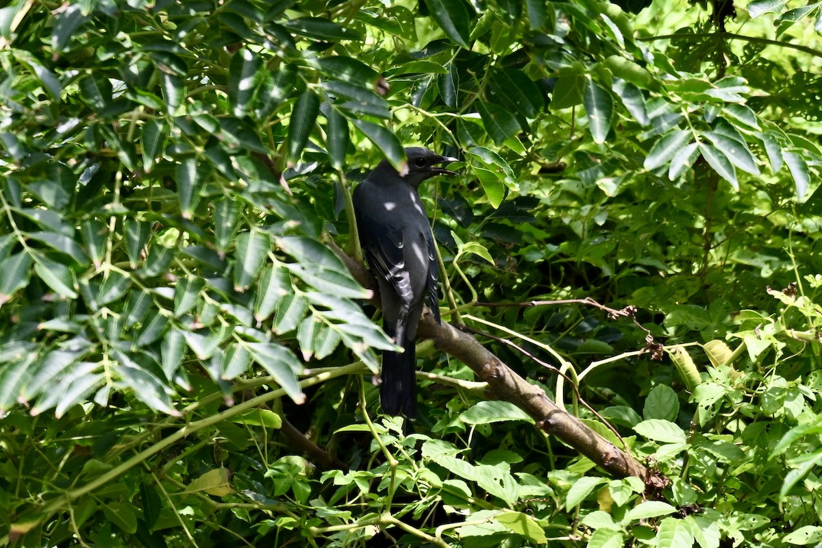 Oruguero Alinegro - ML643583211