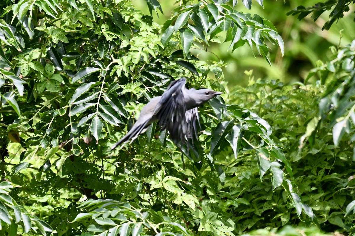 Oruguero Alinegro - ML643583212