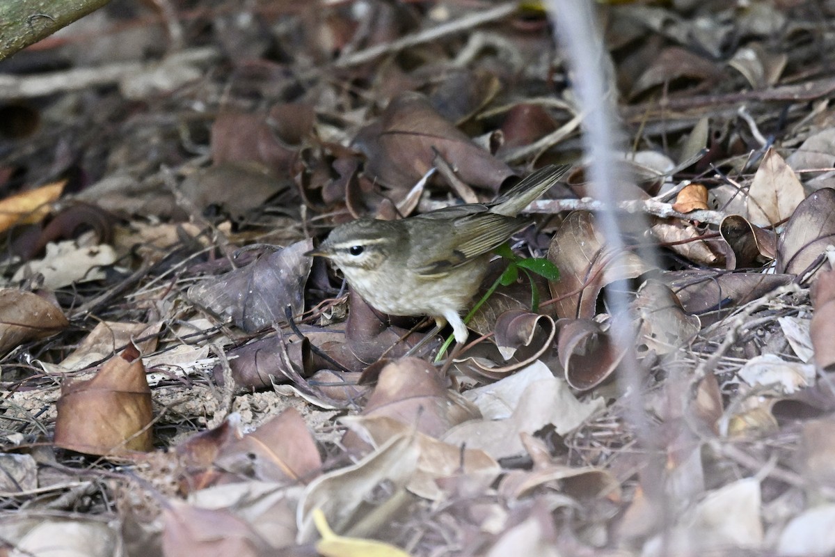 Dusky Warbler - ML643583218