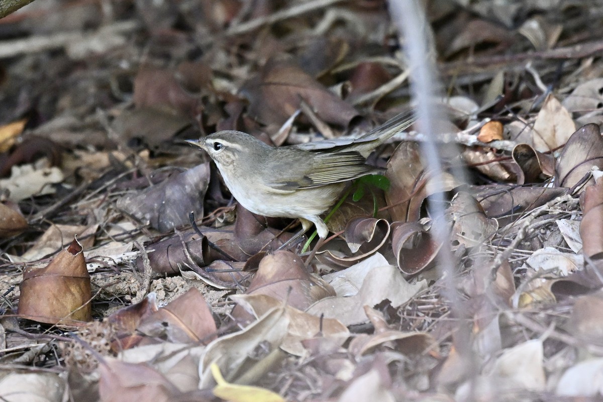 Dusky Warbler - ML643583219