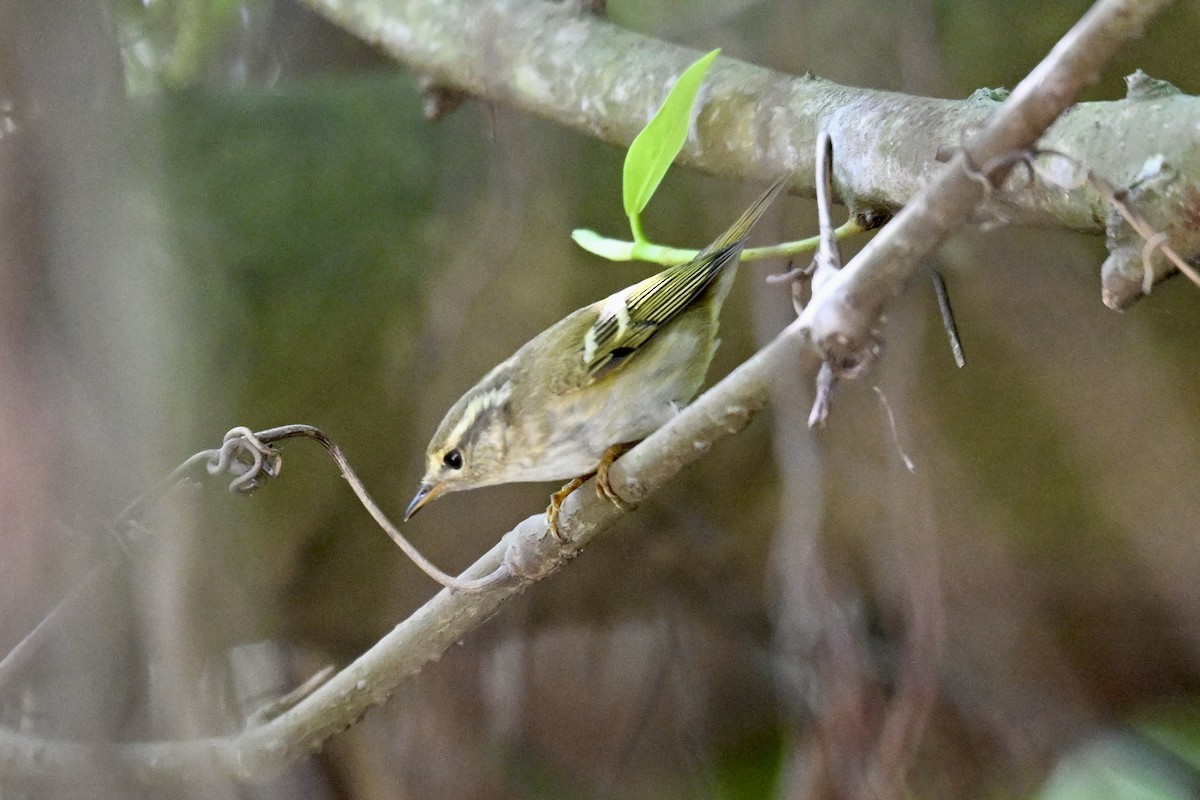 Mosquitero Bilistado - ML643583222