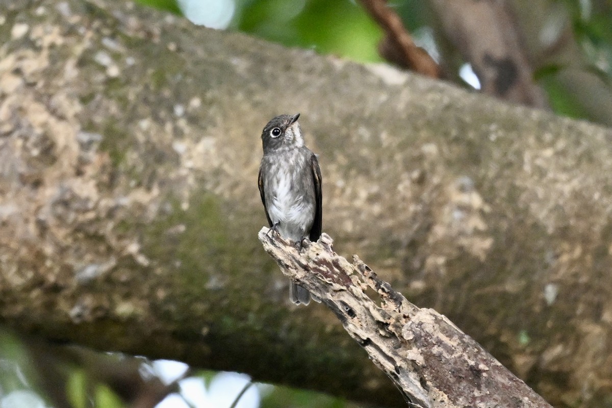 Papamoscas Siberiano - ML643583225