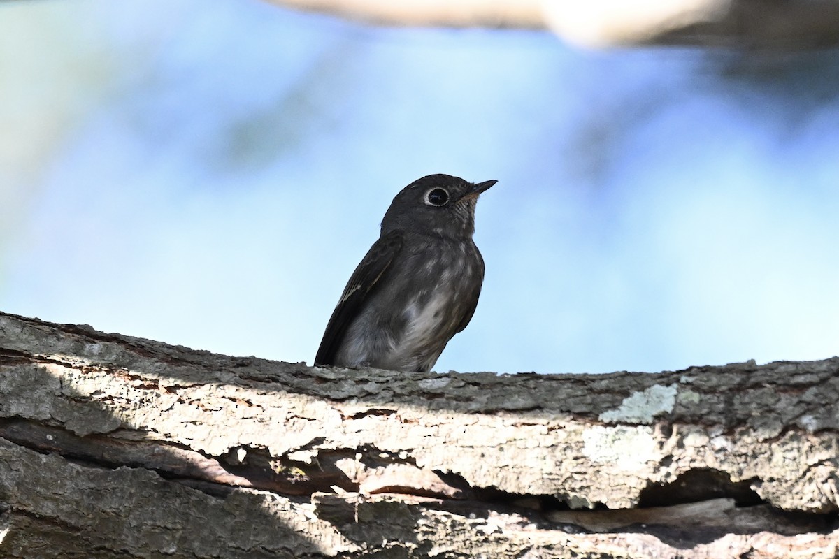 Papamoscas Siberiano - ML643583226