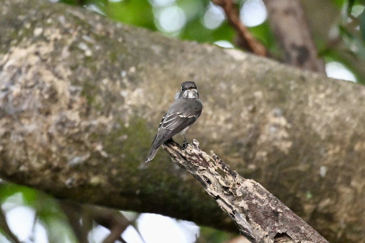 Papamoscas Siberiano - ML643583227